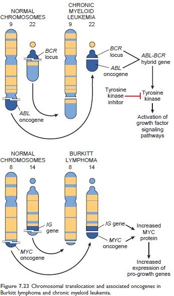 Chromosomal translocation and associated oncogenes in Chronic myeloid leukemia