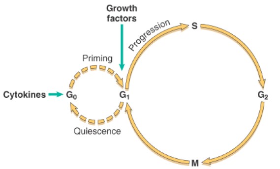 Mechanism of liver regeneration