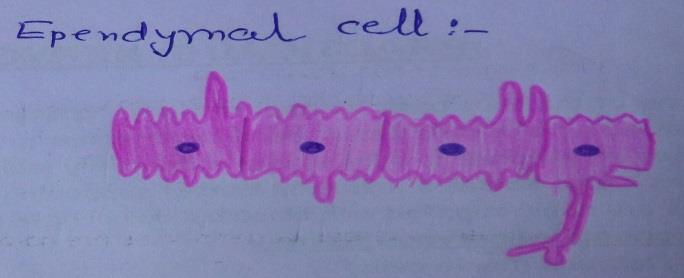 ependymal cell 