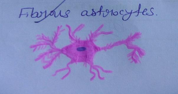 Fibrous astrocyte 