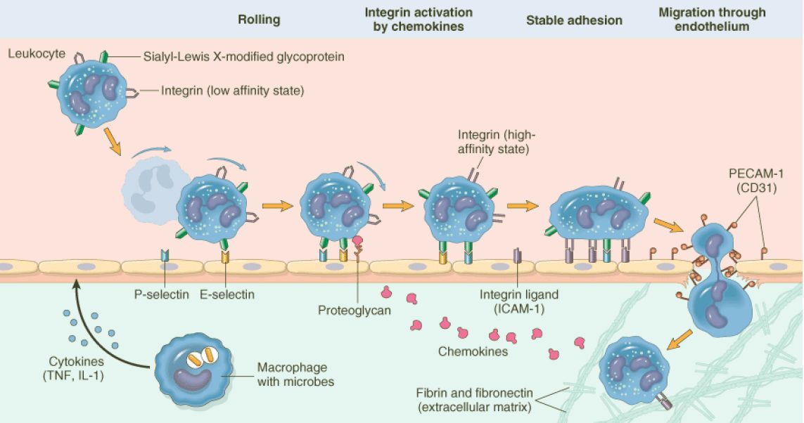 Process of leukocyte migration from blood vessels