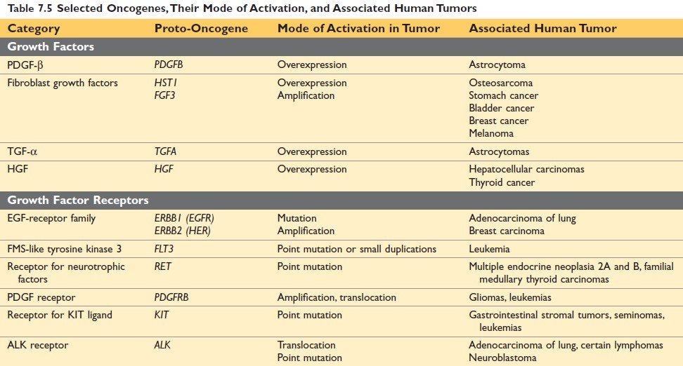 Selected Oncogenes, Their Mode of Activation, and Associated Human Tumors Robbins