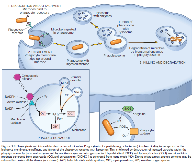 Phagocytosis and intracellular destruction of microbes