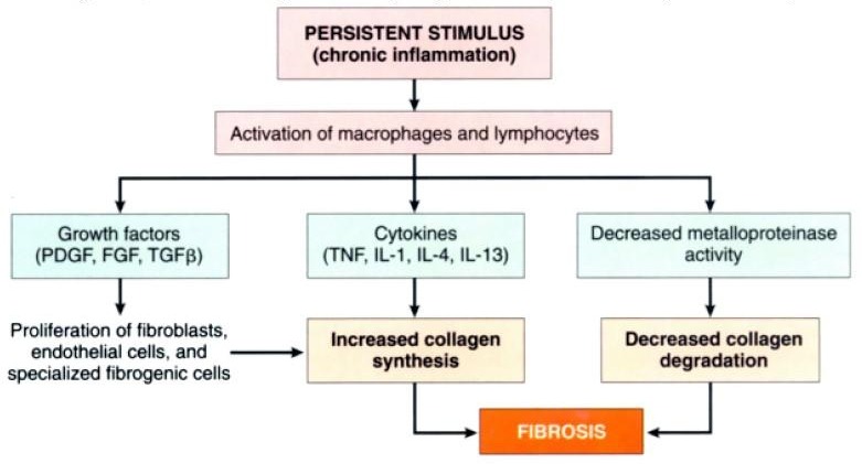 Development of fibrosis in chronic inflammation