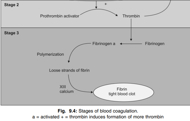 Stage of blood coagulation 