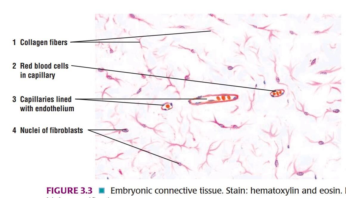 Embryonic connective tissue