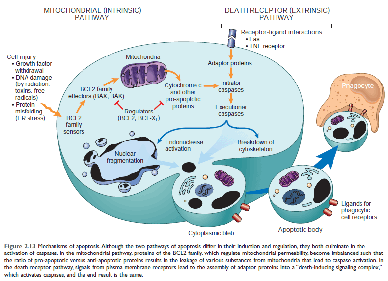 Mechanism of apoptosis