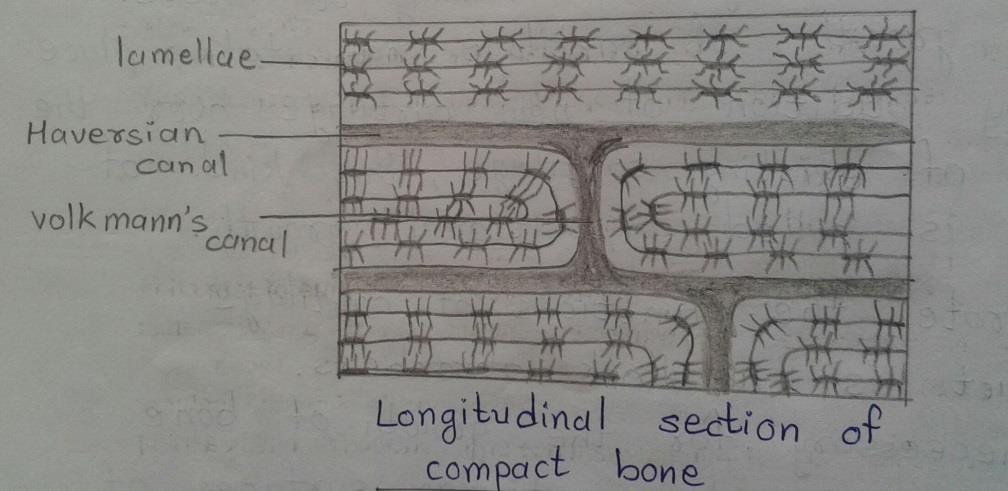 Longitudinal section of compact bone