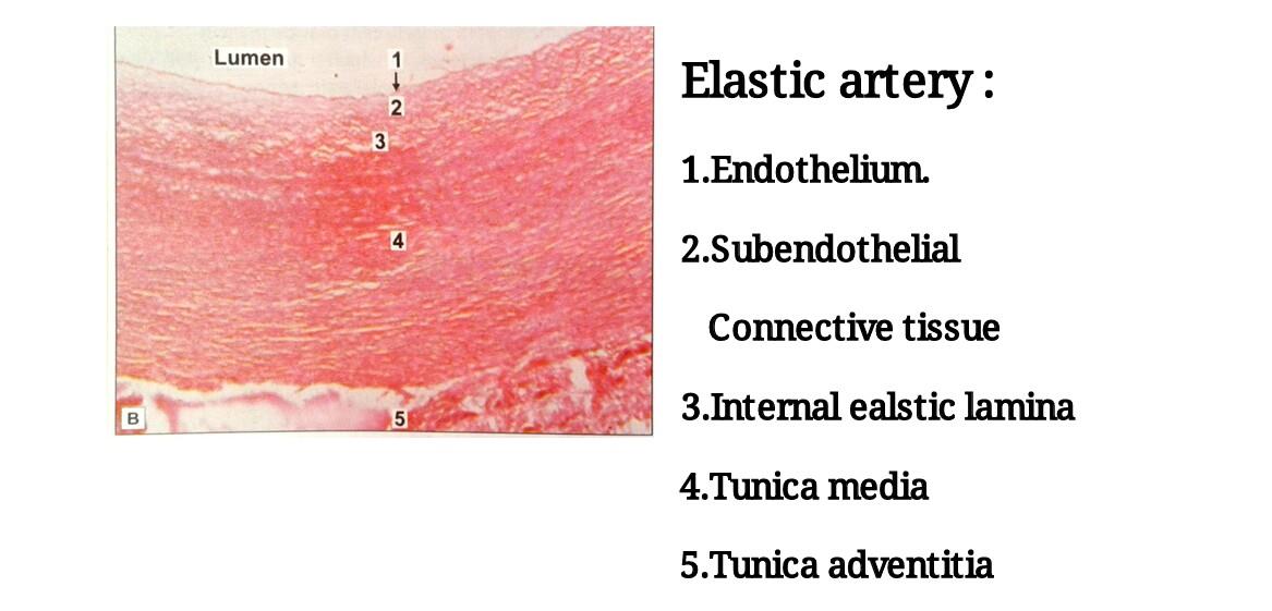 Ideal slide of elastic artery 