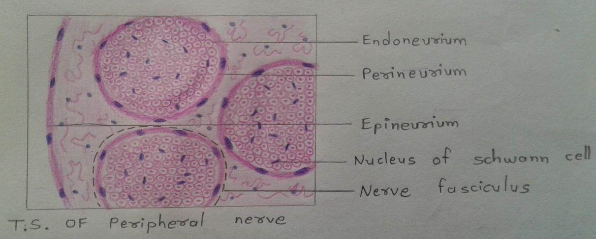 T.S of peripheral nerve 