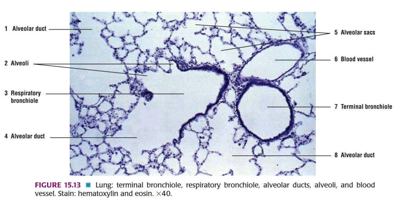 Ideal slide of lung