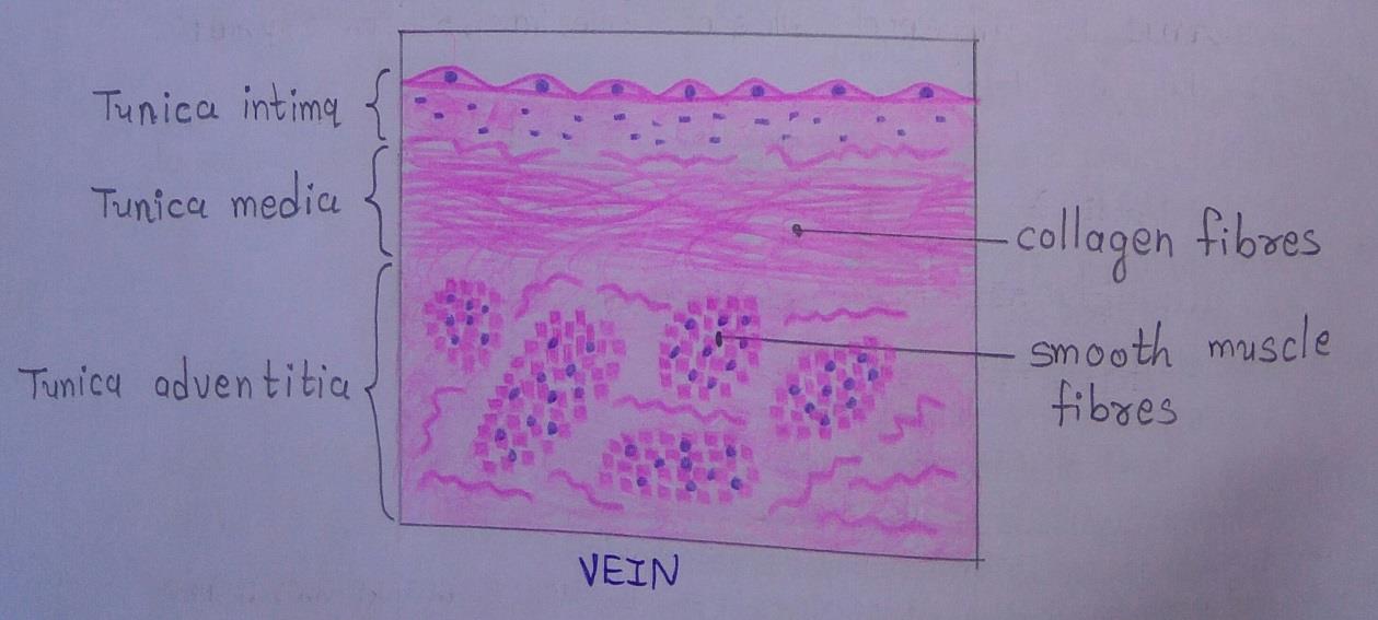 T.S of vein 