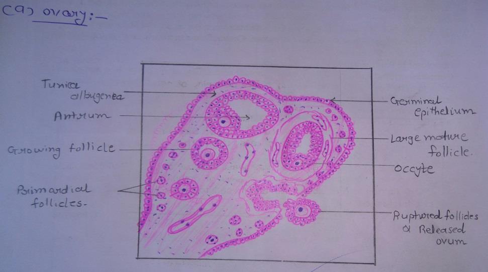 T.S of ovary 
