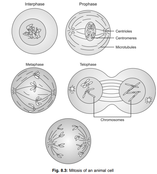 Mitosis of an animal cell 
