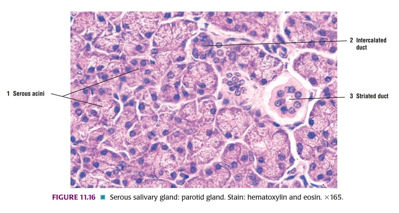 serous salivary gland