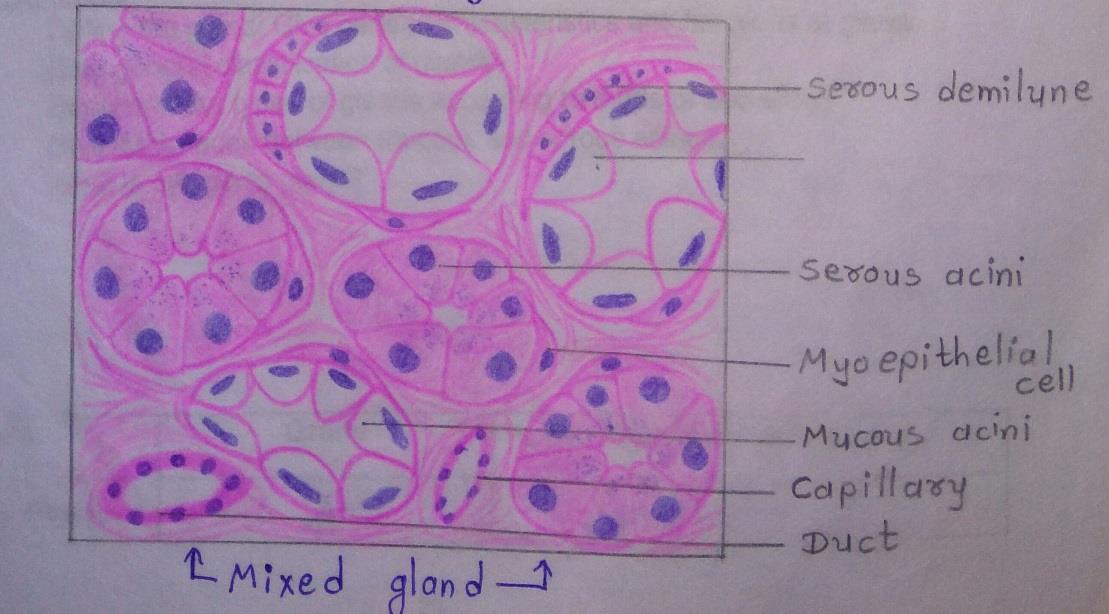 mixed gland