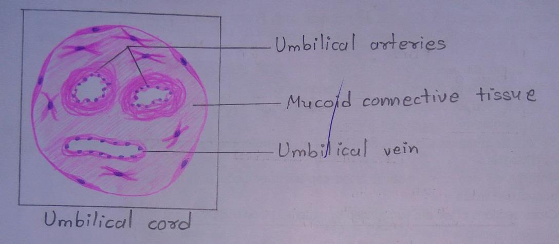 T.S of umbilical cord 