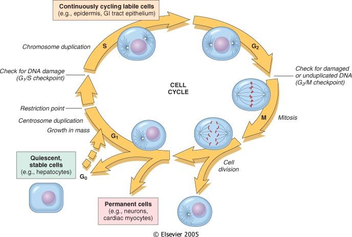 Cell cycle