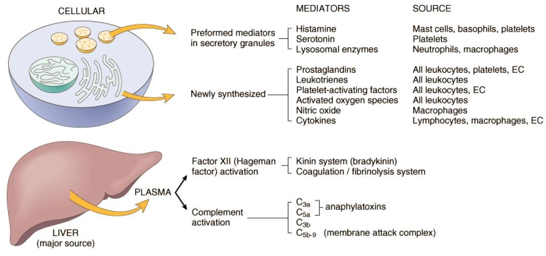 Chemical mediators of inflammation according to source  