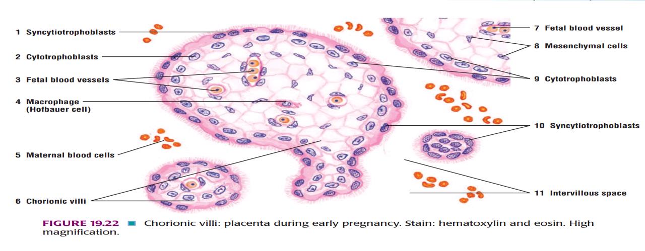 Ideal slide of placenta 