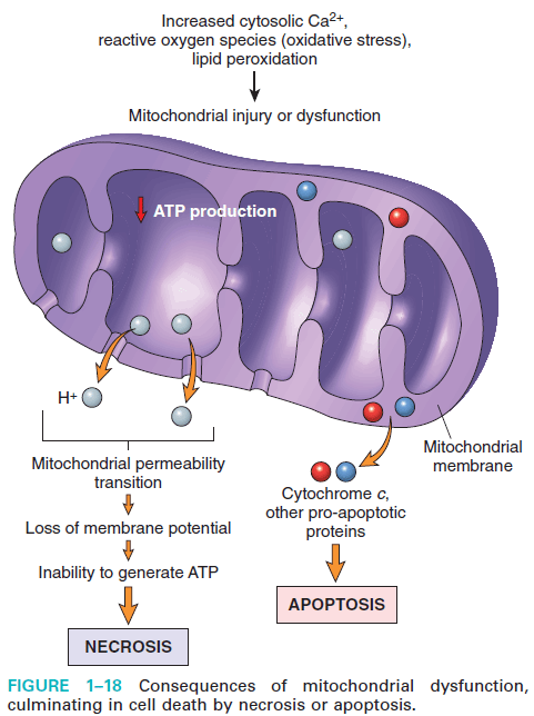 Mitochondrial dysfunction by cell injury