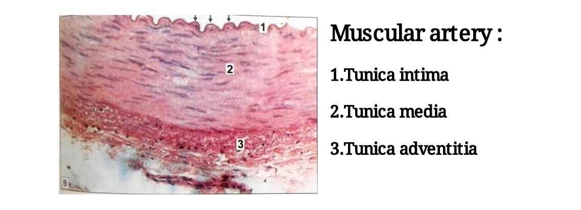 Ideal slide of muscular artery 