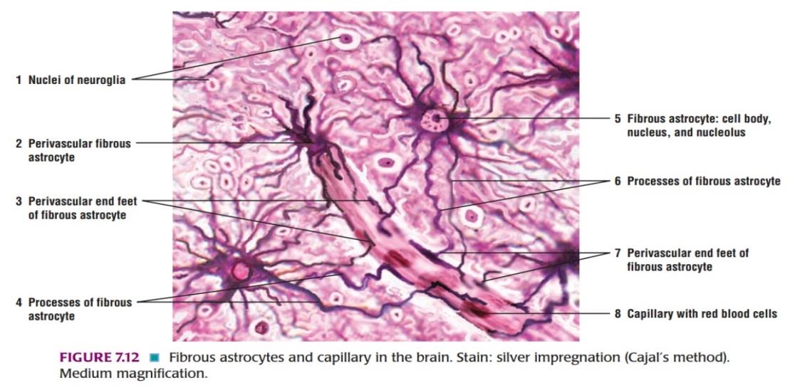Fibrous astrocyte and capillary in the brain 