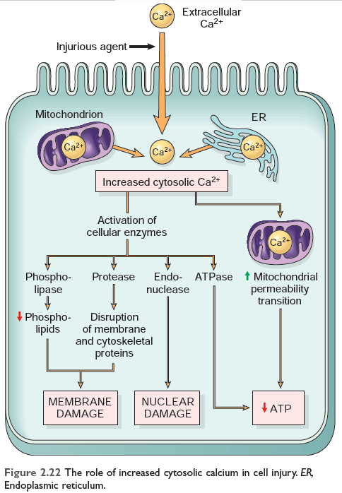 Role of increased cytosolic calcium in cell injury