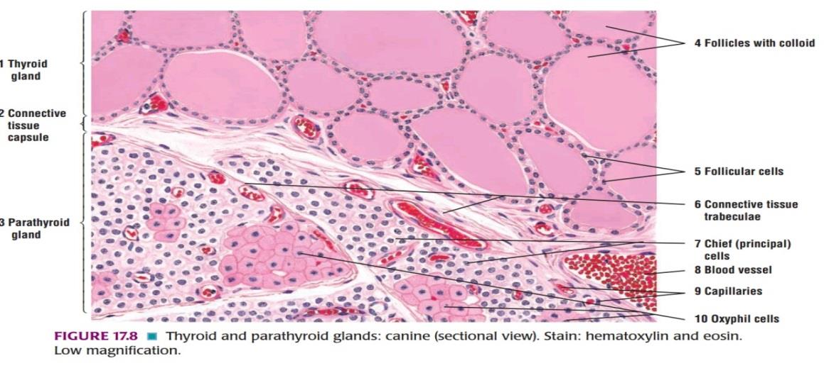 Ideal slide of parathyroid gland 