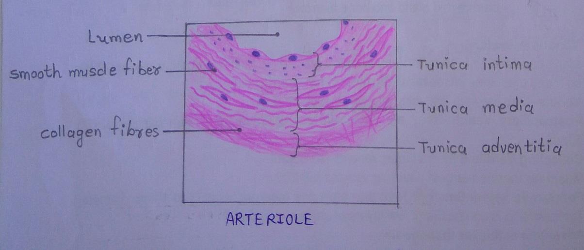 T.S of arteriole 