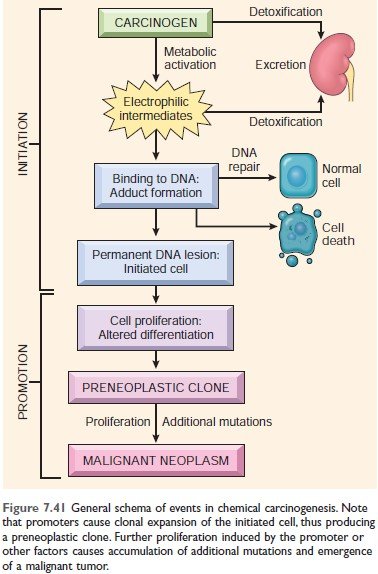 Events in chemical carcinogenesis Robbin’s