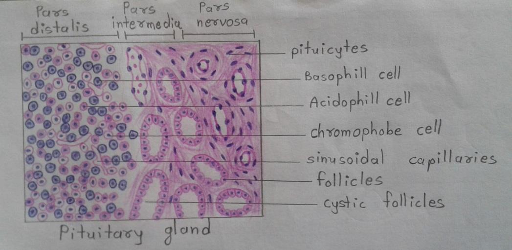 T.S of Pituitary gland 