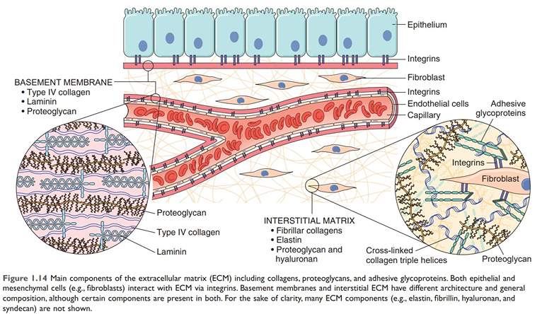 Component of extracelluar matrix