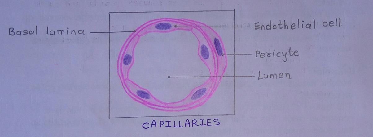 T.S of capillaries 