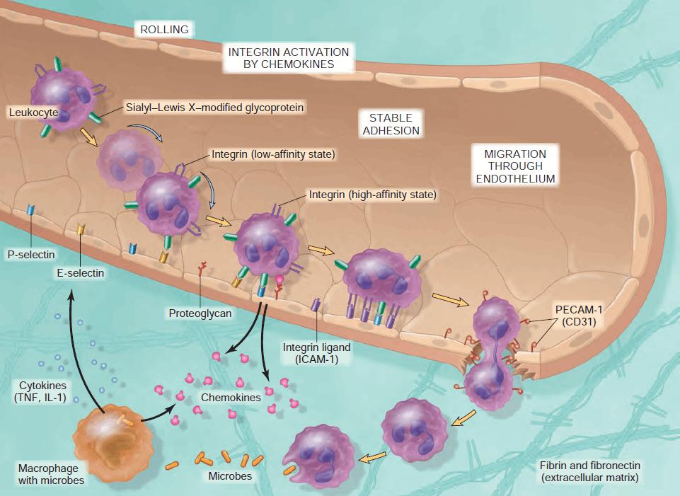 Process of leukocyte migration from blood vessels