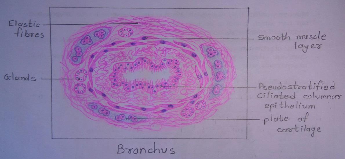 T.S of bronchus 