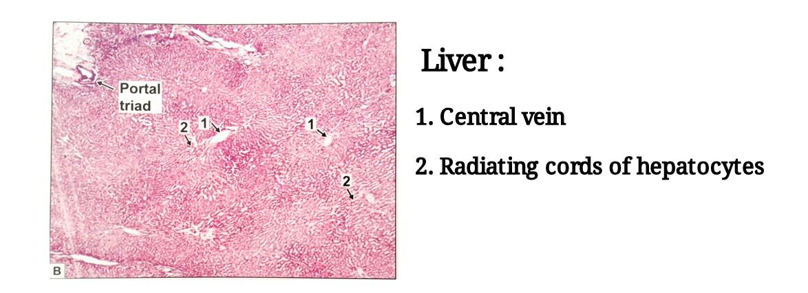 Ideal slide of liver 