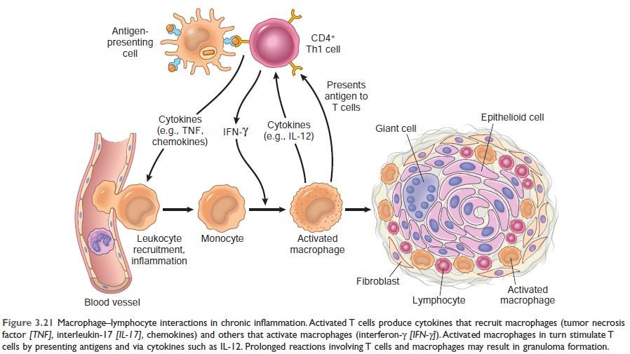 Mechanism of granuloma formation