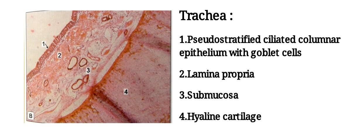 Ideal slide of trachea 