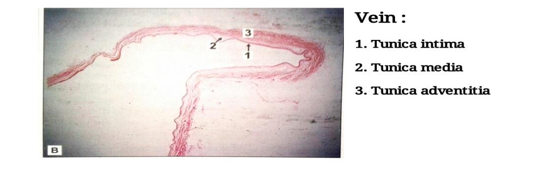 Ideal slide of vein