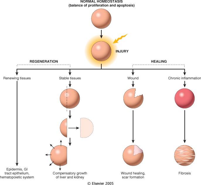 Tissue response to injury