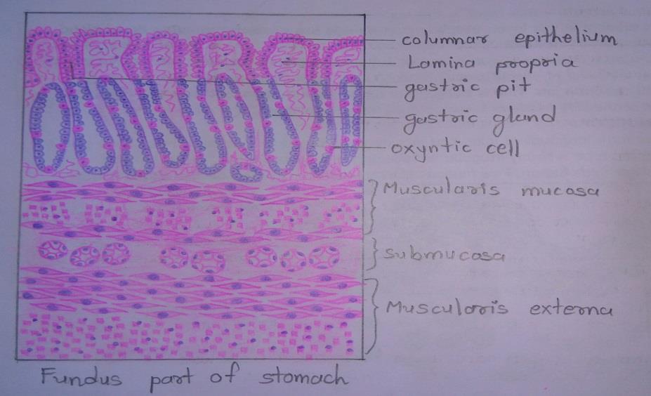 T.S of stomach