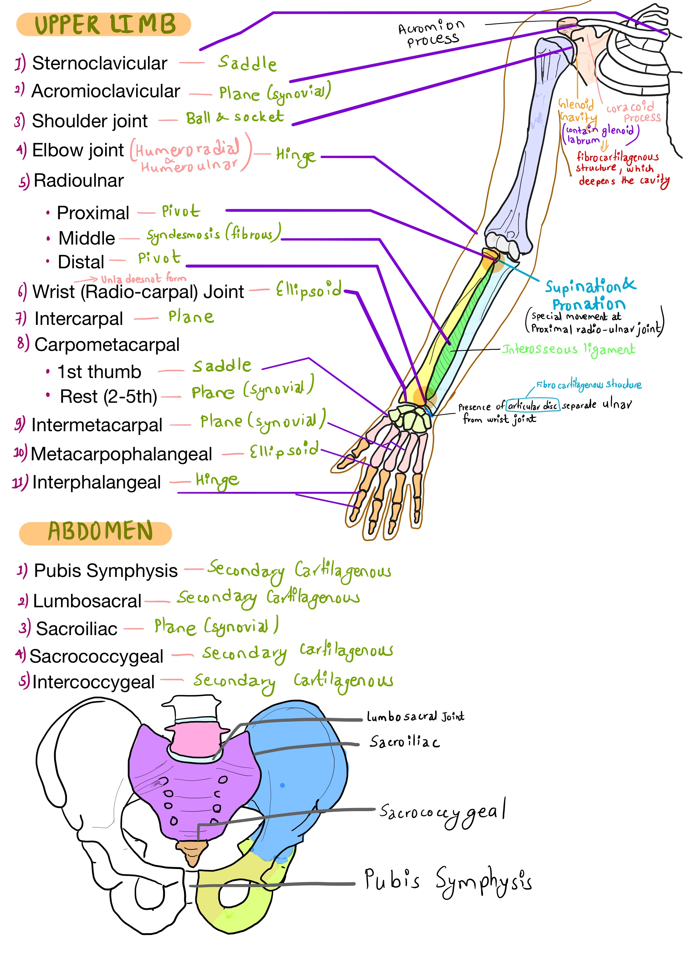 Joints of upper limb and joints types