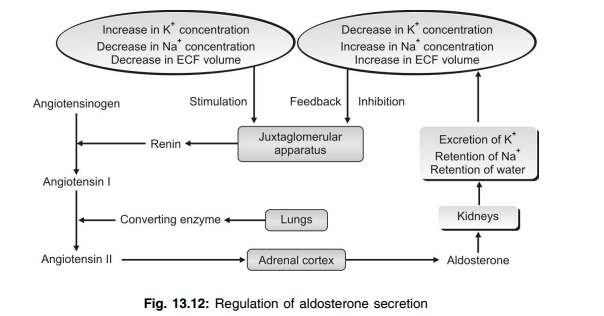 Regulation of aldosterone secretion Growth Hormone that causes the blood sugar level to increase