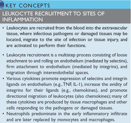 Leukocyte recruitment to the site of inflammation Robbin