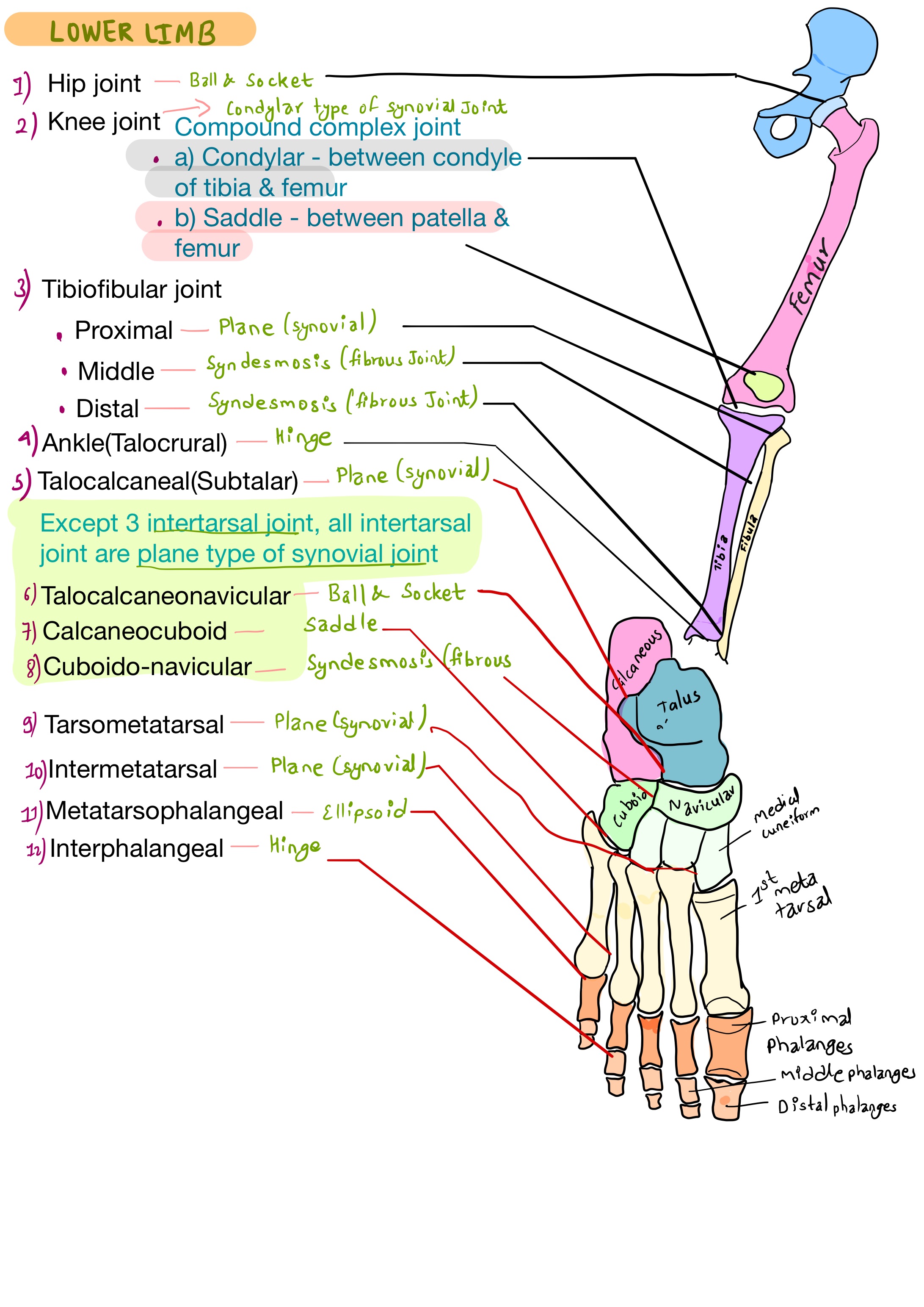 Joints of lower limb and their types