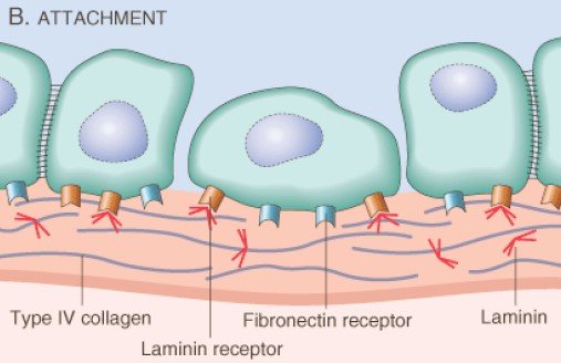 Attachment of tumor to matrix component