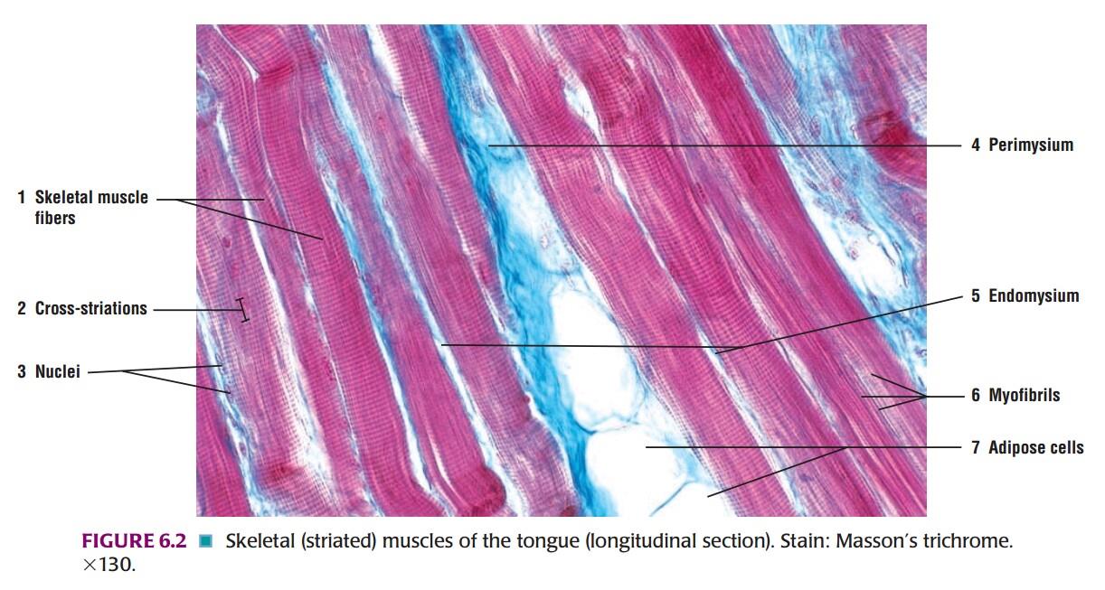 Longitudinal section of tongue