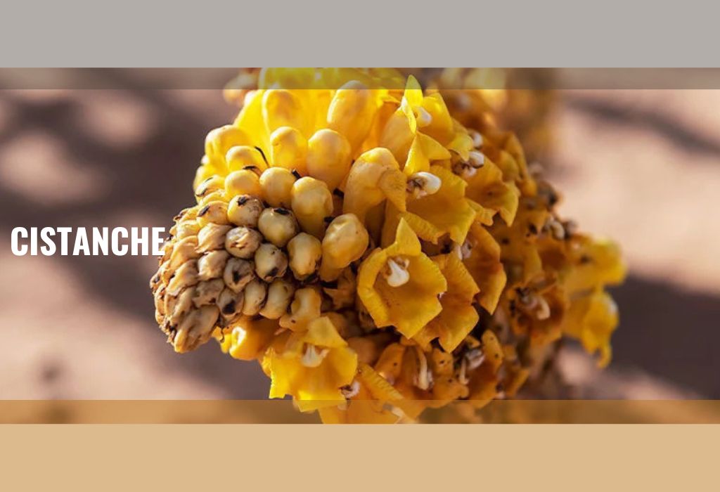How Does Cistanche Benefit for Men’s Health?