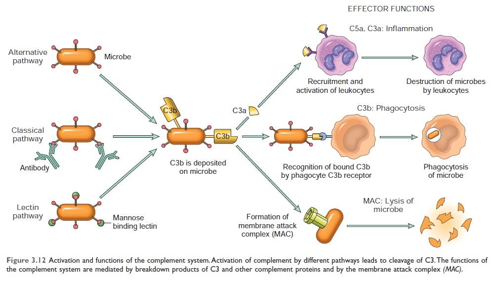 Activation and  function of complement system